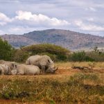 Rinoceronti [Foto di Matthias Mullie su Unsplash]