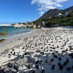 Boulders beach [Foto di Bernd M. Schell su Unsplash]