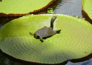 Giardino Botanico Pamplemousses E Gran Baie.jpg