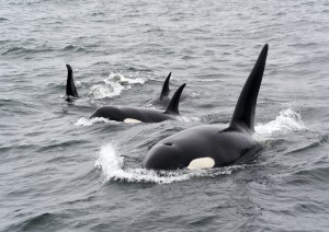 Le Killer Whales.jpg