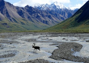 Anchorage - Denali.jpg