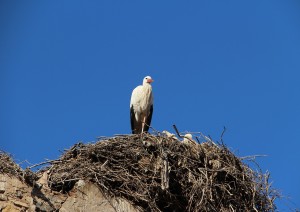 Midelt, Azrou, Ifran.jpg