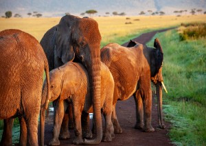 Kruger National Park.jpg