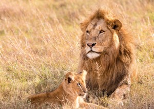 Kruger National Park.jpg