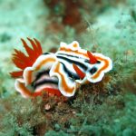 Nudibranco