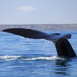 Balena a largo della penisola di Valdés