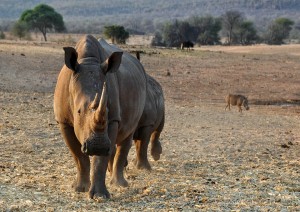 Etosha - Okonjima (270 Km / 2h).jpg