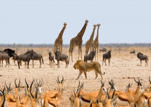 Etosha.jpg