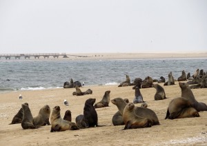 Swakopmund - Damaraland (330 Km / 4h).jpg