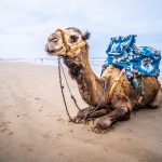 Giro in dromedario sulla spiaggia [Foto di Dariusz Kanclerz su Unsplash]