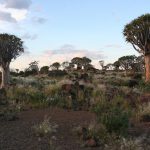 I cosiddetti "alberi faretra", vegetazione tipica delle aree desertiche della Namibia