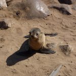 A Cape Cross potrete visitare una delle più grandi colonie di foche al mondo