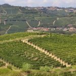 Vigneti delle Langhe