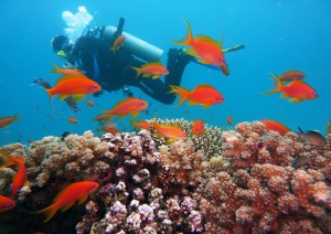 Elphistone Reef.jpg