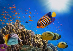 Marsa Alam.jpg