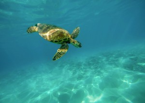 Marsa Alam.jpg