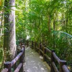 Sentiero nella foresta di Krabi [Foto di Ivan Nedelchev su Unsplash]