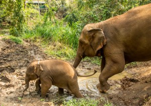 Elephant Care House - Cascata Huay Tho.jpg