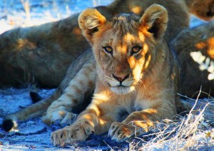 Etosha National Park.jpg