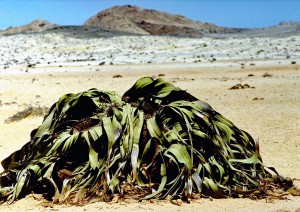 Damaraland - Etosha National Park (200 Km).jpg