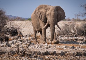 Etosha National Park.jpg