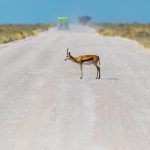 Springbok, Antilope