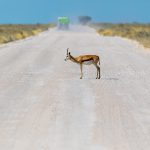 Springbok, Antilope