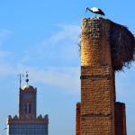 A Marrakech guardate verso l'alto: vedrete sicuramente una cicogna!