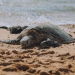 Turtle on the beach.