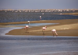 Sossluvei - Swakopmund.jpg