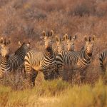 Zebre parco di Etosha [Foto di Danièle Konsbruck da Pixabay]