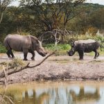 Namibia parco di Etosha [Foto di Eelco Böhtlingk su Unsplash]