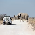 Elefanti [Foto di S Gensicke su Unsplash]