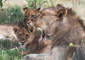 Opuwo – Etosha National Park.jpg