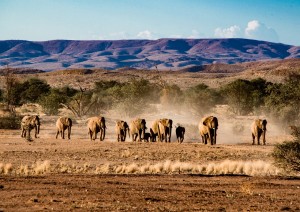 Etosha National Park.jpg
