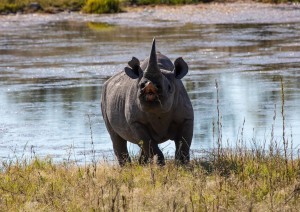 Etosha National Park.jpg