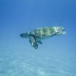 Tartaruga Caretta Caretta [Foto di Pfüderi da Pixabay]