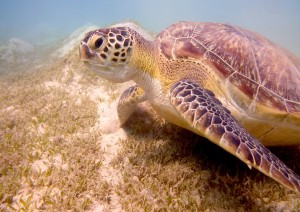 Relax A Marsa Alam.jpg