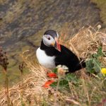 Puffin [foto di Emanuele Sacchetto]