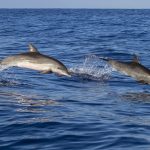 DELFINI NELL'OCEANO ATLANTICO A MADEIRA