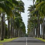 Viale di palme a Guadalupe