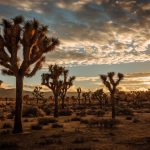 Joshua Tree National Park [Foto di Cedric Letsch su Unsplash]