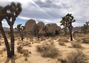 Los Angeles – Joshua Tree N.p. – Oatman – Kingman (540km).jpg