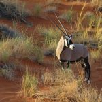 Un orice nel Kalahari