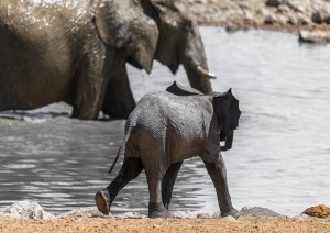 17 Agosto 2024: Kaokoland - Etosha (356km, 4h).jpg