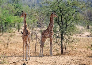 18 Agosto 2024: Etosha.jpg