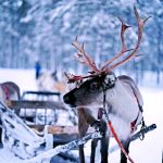Slitta con renne [Foto di Norman Tsui su Unsplash]