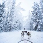 Husky sled ride [Foto di Robert Tjalondo su Unsplash]