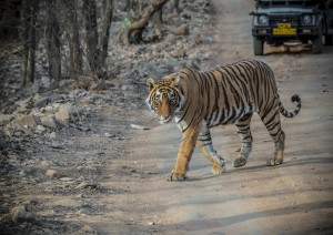 Ranthambore.jpg