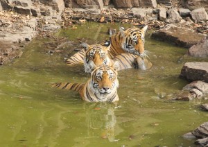 Jaipur – Ranthambore (180km).jpg